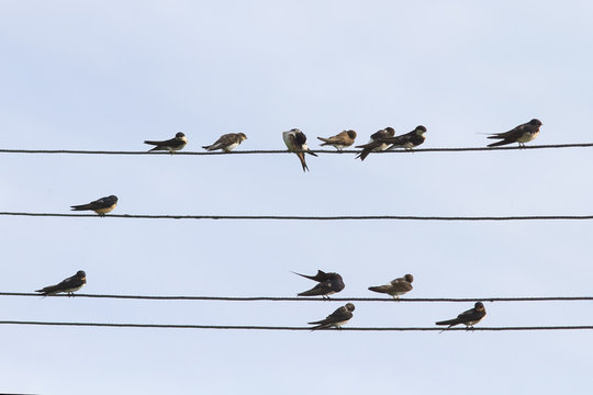  black birds, the swallows sit in rows on wires in the village