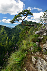 View of Sokolica peak in Pieniny mountain