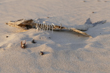 Fischskelett am Strand