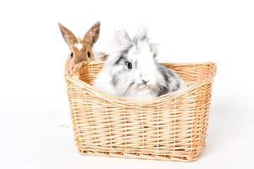 Kaninchenpaar, eins im Korb eins draußen