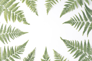 Fototapeta na wymiar fern branches frame isolated on white background. flat lay, top view