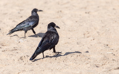 black crow on the sand