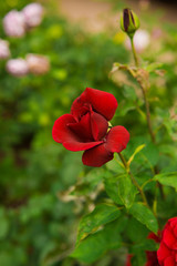beautiful flowers of roses
