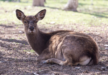 Naklejka na ściany i meble young female deer in a park on the nature