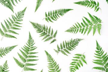 fern branches pattern isolated on white background. flat lay, top view