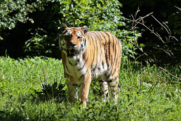 Obraz premium Tiger - Panthera tigris