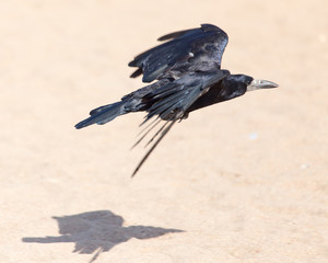 Black crow in flight Sea