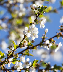 white flowers on a tree against the blue sky