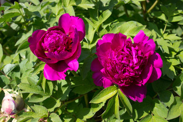 Peony flower