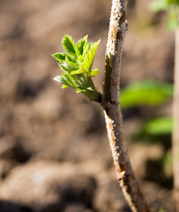 young raspberry leaves in nature