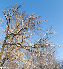 snow on the bare branches of a tree against the blue sky