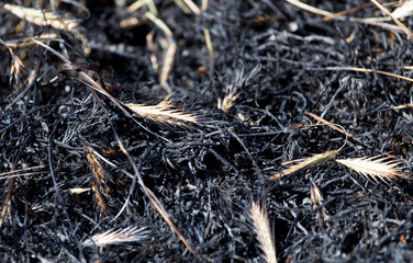 Burned grass with ears