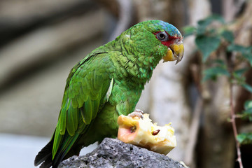 Ara - Amazona albifrons - Amazonenpapagei