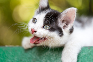 Kitten yawns in nature