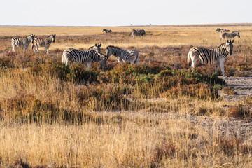 Fototapeta na wymiar Namibia - Bergzebra im Etoscha Nationalpark - Equus zebra