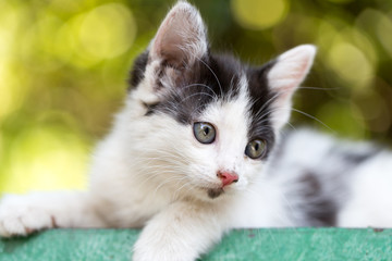 beautiful small kitten on nature