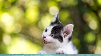 beautiful small kitten on nature
