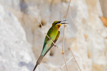 bee eater birds dig a hole in the cliffs for nesting.