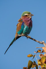 Namibia - Gabelracke im Etoscha Nationalpark - Coracias caudatus