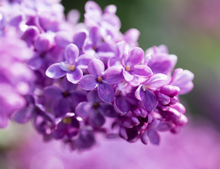 Naklejka na ściany i meble beautiful lilac flowers in nature