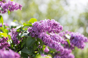 Obraz premium beautiful lilac flowers in nature