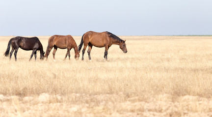 a horse in a pasture in the desert