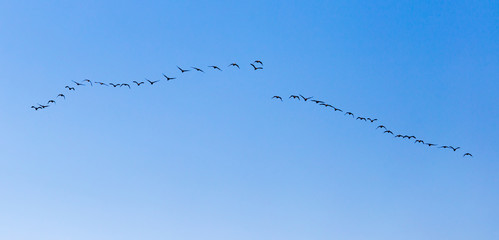 a flock of birds flying south in the blue sky