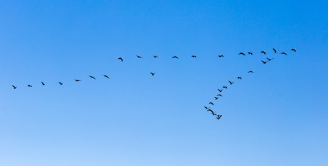 a flock of birds flying south in the blue sky