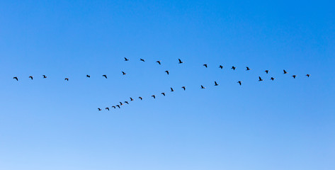 a flock of birds flying south in the blue sky