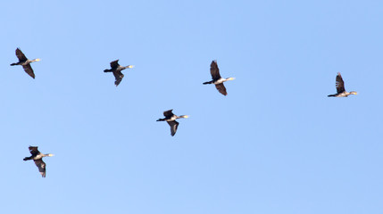 a flock of birds flying south in the blue sky