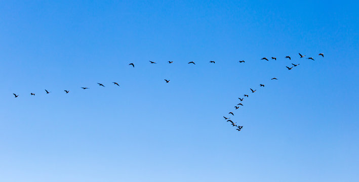 A Flock Of Birds Flying South In The Blue Sky