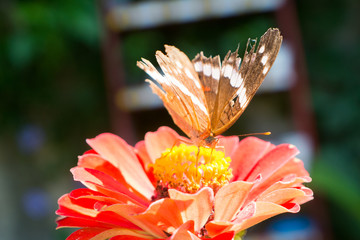 butterfly