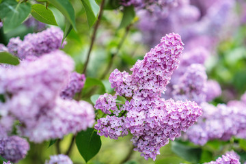 Green branch with spring lilac flowers
