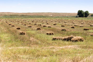 bales of straw on the field on the nature