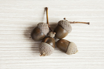 Group of brown acorns on a bright background.