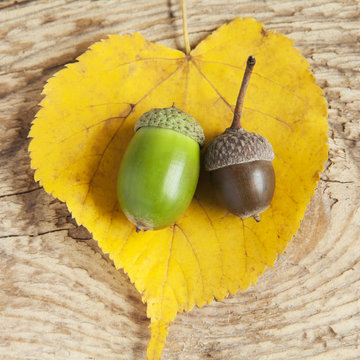 Green and brown acorn on a yellow leaf. Heart shaped leaf.