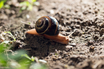 snail on the ground in nature