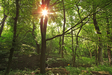 Fototapeta na wymiar солнечные лучи пробиваются сквозь ветви деревьев, восход, закат в лесу