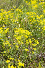 Obraz premium yellow flower in nature