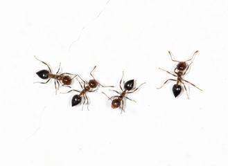 ants on a white wall