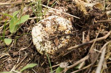 edible mushroom in nature