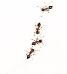 ants on a white wall