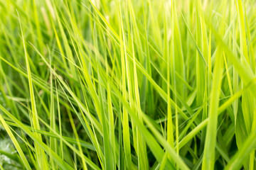 green grass in nature as a background