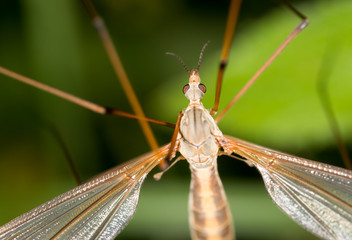 Mosquito in nature. macro