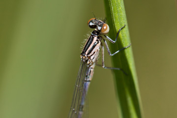 Dragonfly close up on the leaf. 