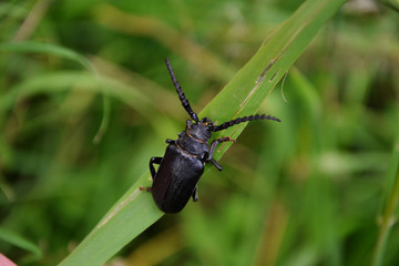 giant longhorn beetle