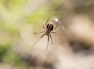 Spider in nature. macro