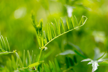 green grass in nature as a background