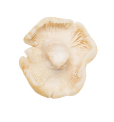 edible mushroom on a white background