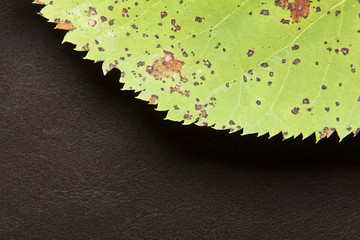 Autumn leaf on a brown leather background.
